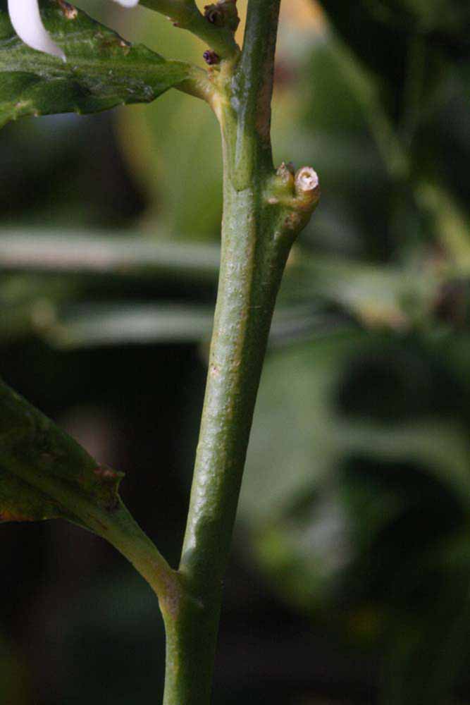                First year twig (S-1, Riverside, CA)       